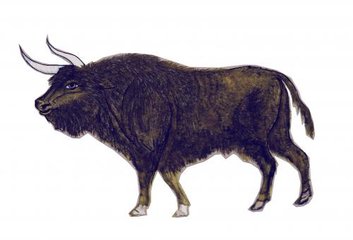 An illustration of a auroch